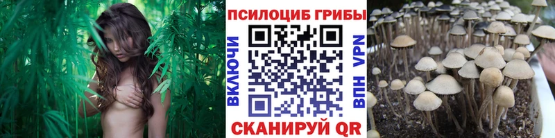 сколько стоит  Киреевск  Псилоцибиновые грибы MAGIC MUSHROOMS 